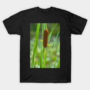 Cattail T-Shirt